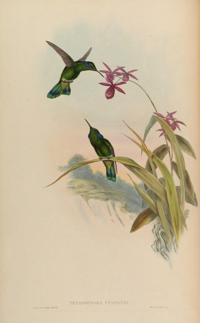 Petasophora cyanotus = Colibri thalassinus cyanotus door John Gould